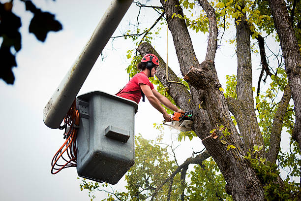 Tree Root Removal in Hatch, NM